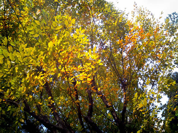 autumn colour of leaves