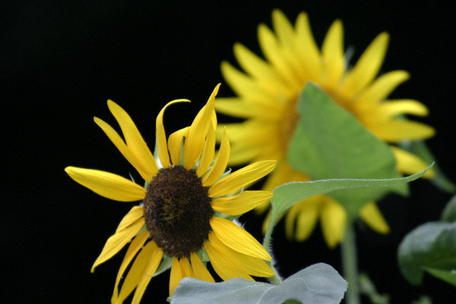 macro4 (sunflower)