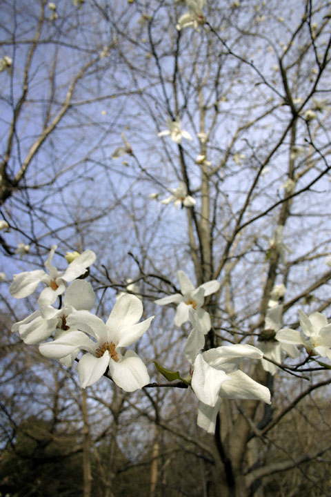 magnolia01
