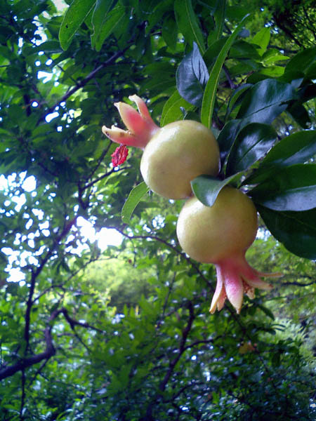pomegranate bark