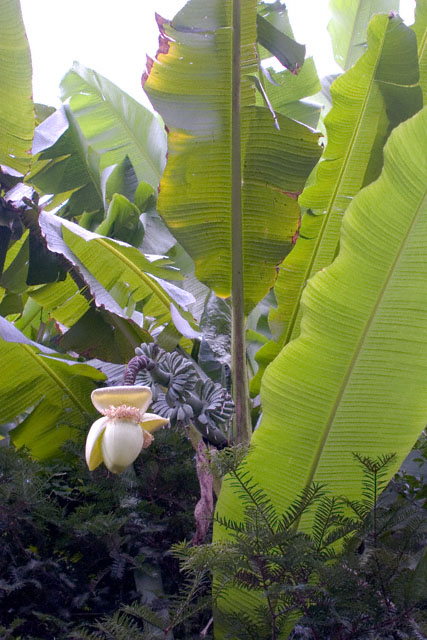 Japanese banana (Musa basjoo Sieb.et Zucc.)